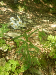 Achillea biserrata