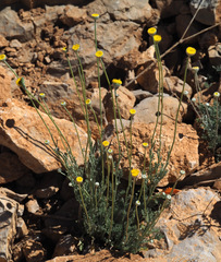 Anthemis pauciloba