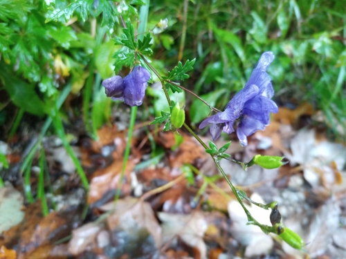 Image of Aconitum variegatum by (c) Michal Honskus, some rights reserved (CC BY)