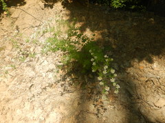 Dorycnium