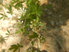 Dorycnium