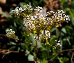 Peltaria angustifolia