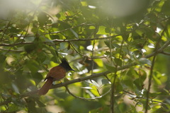 Terpsiphone paradisi leucogaster