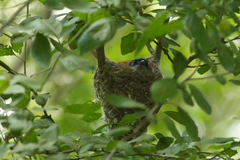 Terpsiphone paradisi leucogaster