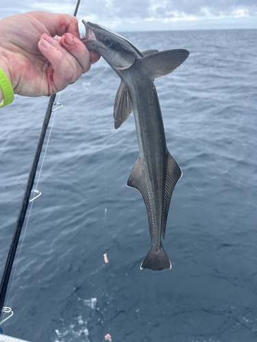 Live sharksucker (Echeneis naucrates) — Echeneidae — 4