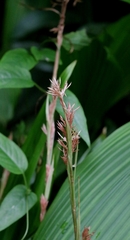 Carex scaposa, photograph author not stated, no rights reserved