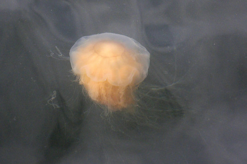 Lion's Mane Jelly, photo 5 of 8