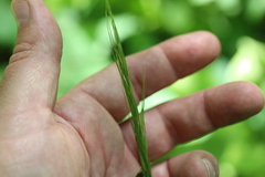 Elymus villosus