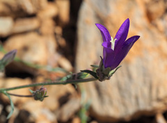Campanula stricta