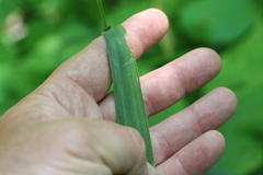 Elymus villosus