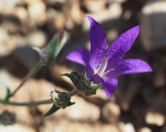 Campanula stricta