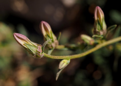 Campanula stricta