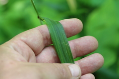 Elymus villosus