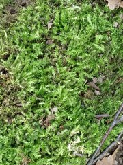 Sciuro-hypnum curtum