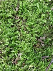 Sciuro-hypnum curtum