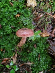 Lactarius mutabilis