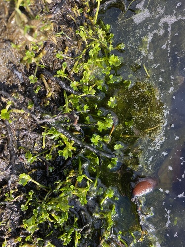 Image of Ranunculus biternatus by (c) eloise kerroux, some rights reserved (CC BY)