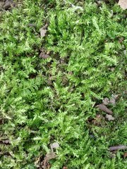 Sciuro-hypnum curtum