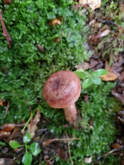 Lactarius mutabilis