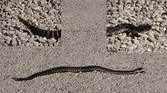 Crotalus oreganus