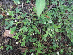 Trifolium monanthum