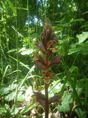 Orobanche laxissima