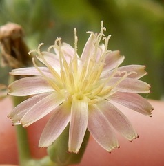 Lactuca ludoviciana