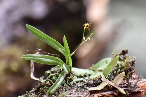 Epidendrum serrulatum Sw.