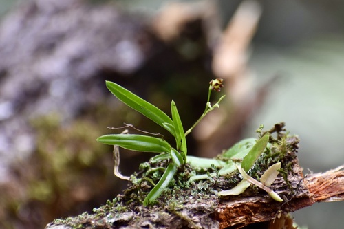 Epidendrum serrulatum Sw. 2