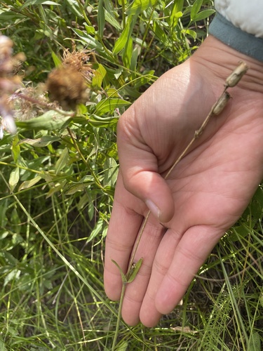 Image of Silene drummondii by no rights reserved