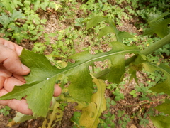Lactuca ludoviciana