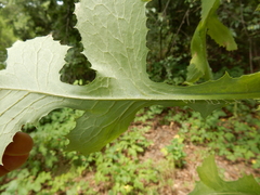 Lactuca ludoviciana