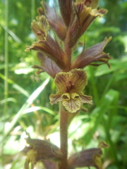 Orobanche laxissima