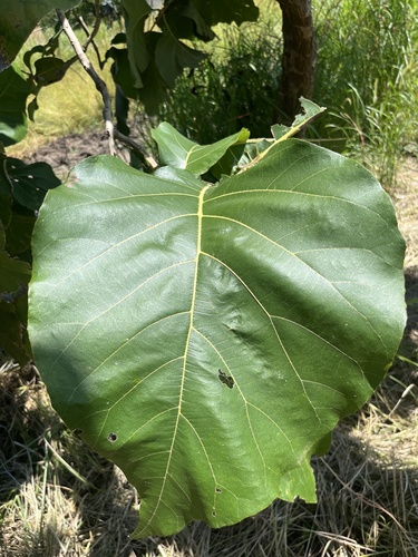 Teak