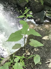 Eurybia schreberi