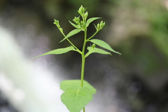 Eurybia schreberi