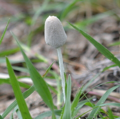 Coprinopsis pseudonivea