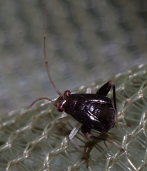 Halticus luteicollis