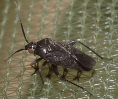 Lepidargyrus ancorifer