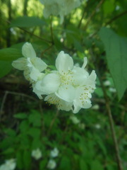 Philadelphus caucasicus