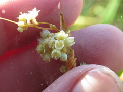 Cuscuta indecora