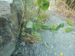 Bupleurum rotundifolium