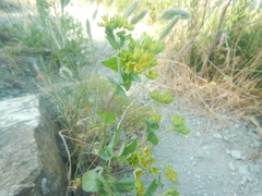 Bupleurum rotundifolium