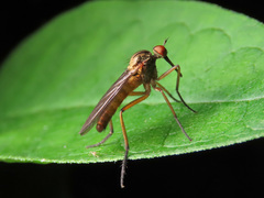 Empis livida