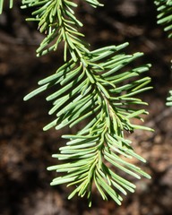 Abies magnifica shastensis