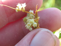 Cuscuta indecora