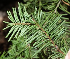 Abies magnifica shastensis