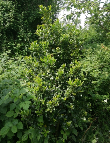 cezmína ostrolistá (Ilex aquifolium)