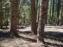 Abies magnifica shastensis