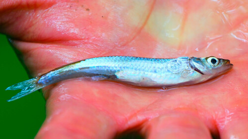 Rosyface shiner (Notropis rubellus) — Cyprinidae — 3